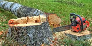 Reliable Cedar Bluff, VA Tree Care Solutions