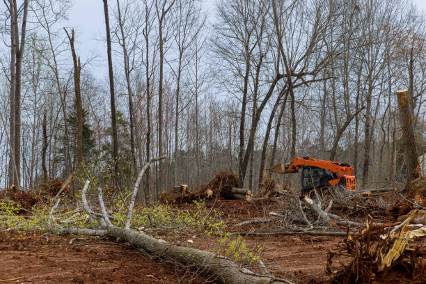 How Our Tree Care Process Works  in  Cedar Bluff, VA